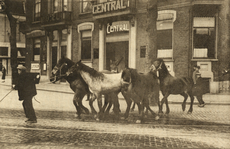 300982 Afbeelding van enkele paarden op de het Stationsplein te Utrecht, die terug komen van de Palmpaardenmarkt op het ...